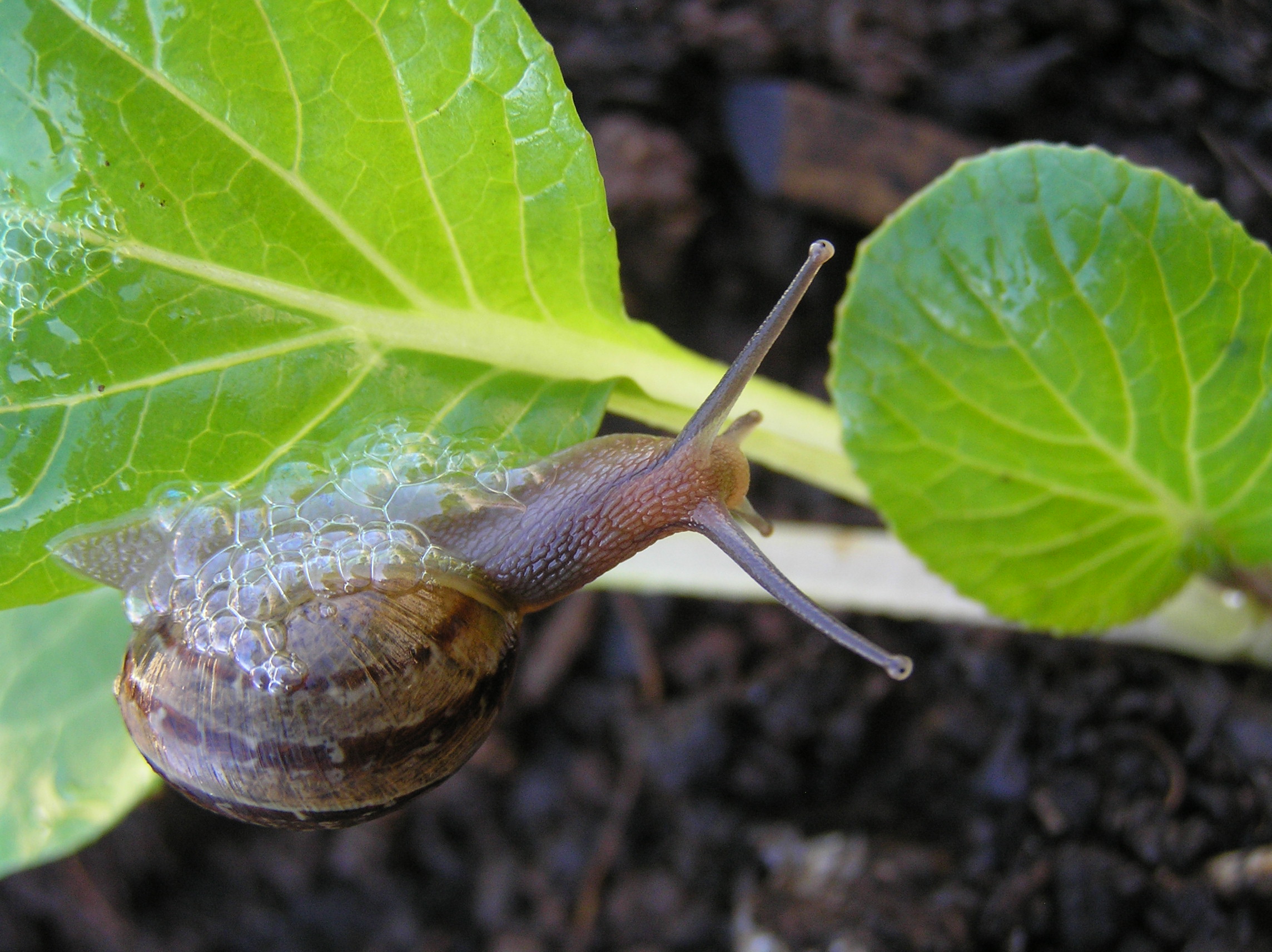 Snails love seedlings